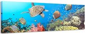 Onderwaterwereld - Canvas Schilderij Panorama 118 x 36 cm