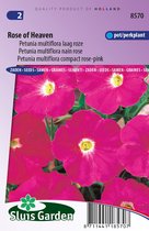 Sluis Garden - Petunia Rose of Heaven