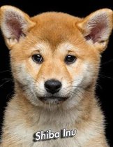 Shiba Inu