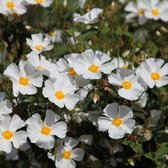 Cistus Corbariensis - Cistusroos 20-25 cm pot