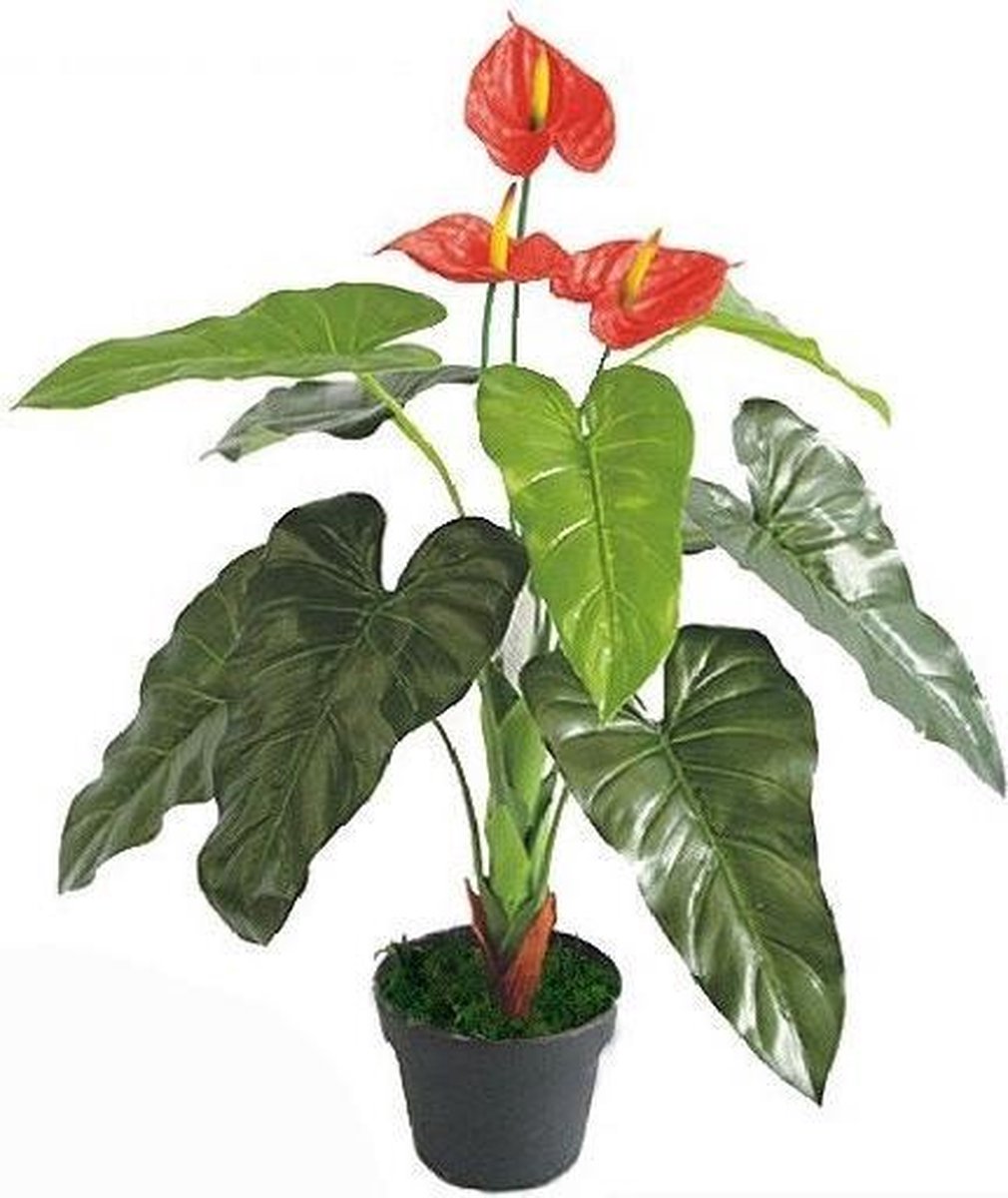 Anthurium 90 cm