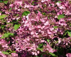 Hydrangea paniculata 'Wim's Red' - Potmaat 23 - Planthoogte 30-40 cm