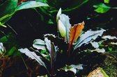 Bucephalandra Deep Purple