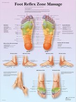 Het menselijk lichaam - anatomie poster voetreflexzones (gelamineerd, 50x67 cm) + ophangsysteem