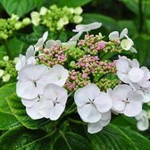 Hydrangea Macrophylla 'Libelle' - Hortensia - 25-30 cm in pot: Struik met grote witte bloemschermen, zeer elegant.