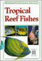 Tropical Reef Fishes