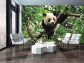 Panda Photo Wallcovering