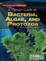 A Closer Look at Bacteria, Algae, and Protozoa