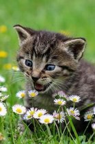 Blue Eyed Tabby Kitten Attacks Daisies