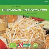 Kiemen Mung Bonen - Taugé - BIO
