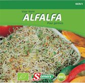 Kiemen Alfalfa/luzerne - BIO