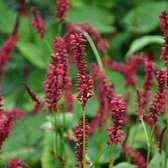 3 x Persicaria Amplexicaulis 'Red Baron' - Adderwortel pot 9x9cm, roodbladig en langbloeiend