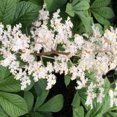 3 x  Rodgersia Sambucifolia - Schout-Bij-Nacht pot 9x9cm