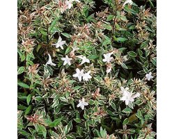 Abelia Grandiflora "Confetti" ('CONTI') - Abelia 25-30 cm in pot