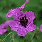 6 x Geranium 'Patricia' - Ooievaarsbek pot 9x9cm, paarsroze bloemen en langbloeiend