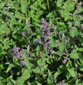 6 x Nepeta Faassenii 'Walker's Low' - Kattekruid pot 9x9cm