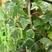 Hedera Colchica 'Dentata Variegata' - Klimop - 50-60 cm pot: Grootbladige klimop met groen-wit bonte bladeren.