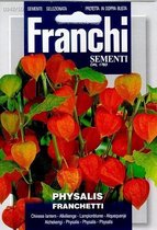 Franchi - Physalis franchetti - Lampionplant