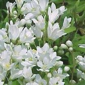 Deutzia Gracilis 'Nikko' - Bruidsbloem - 25-30 cm in pot: Lage struik met overvloedige witte bloemen, ideaal voor randbeplanting.