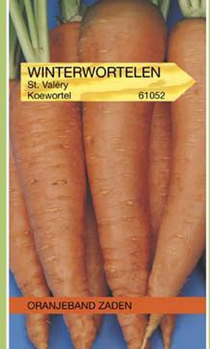 Oranjeband Winterwortel Saint Valery