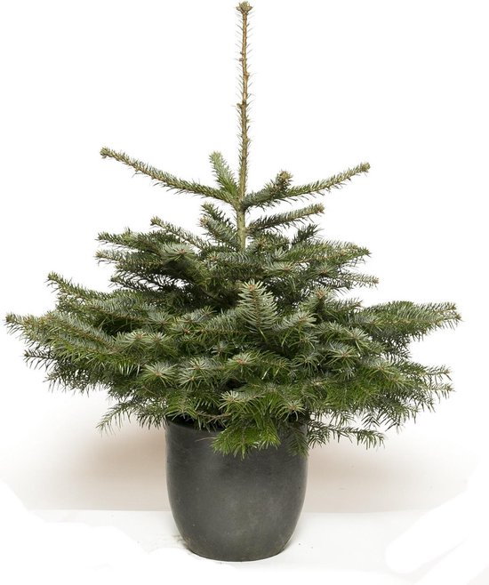 Nordmann kerstboom - met kluit - hoogte 50cm tot 75cm | bol.com