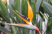 Gardenmarketplace Kamerplanten Strelitzia reginae