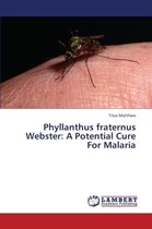 Phyllanthus fraternus Webster