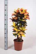 Croton Iceton - Kamerplant - Hoogte 100cm / Doorsnede pot 25cm - Vertakt