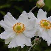 6 x Anemone 'Honorine Jobert' - Japanse Anemoon - Pot 9x9cm - Witte bloemen, schaduwminnend