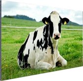 Repos Holstein Cow Aluminium 90x60 cm - Tirage photo sur aluminium (décoration murale en métal)