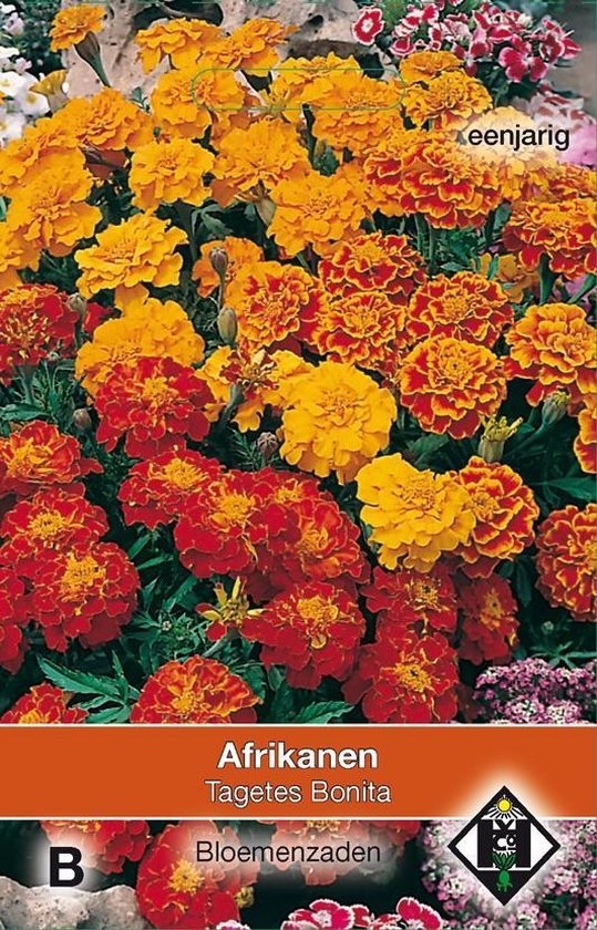 Afrikaantjes Bonita (Tagetes patula nana)