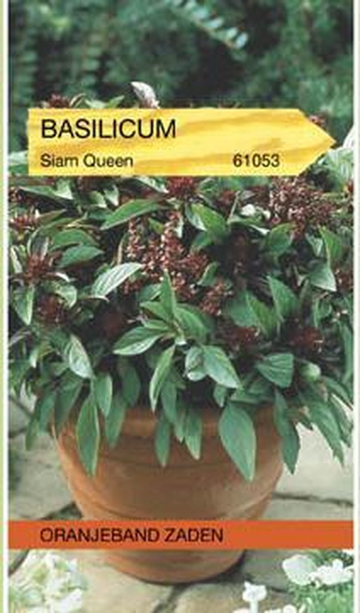 Basilicum Siam Queen
