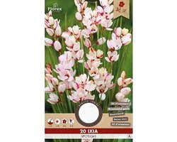 Ixia Spotlight - 20 Bollen -