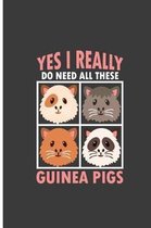 Yes I Really Do Need All These Guinea Pigs