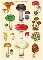 Poster Paddenstoelen - Cavallini & Co - Vintage Schoolplaat Mushrooms
