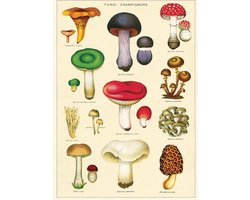 Poster Paddenstoelen - Cavallini & Co - Vintage Schoolplaat Mushrooms