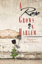 A Rose Grows in Harlem