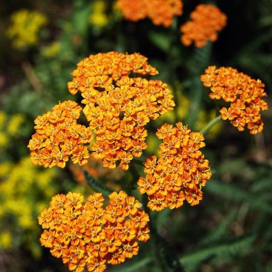 6 x Achillea 'Walter Funcke' - Duizendblad pot 9x9 cm