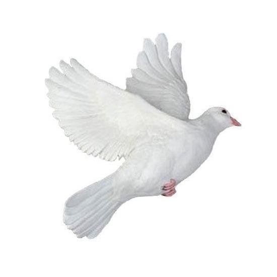 Opiaat tekort Albany Dierenbeelden witte duif vogel - Decoratie beeldje vogel wit 29 cm | bol.com