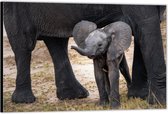 Dibond – Baby Olifant met Uitstekende Tong– 60x40 Foto op Aluminium (Wanddecoratie van metaal)
