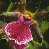Borduurpatroon Zygopetalum Orchidee