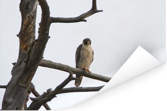 Poster Un faucon pèlerin sur la branche d'un arbre mort 60x40 cm - Tirage photo sur Poster (décoration murale salon / chambre)