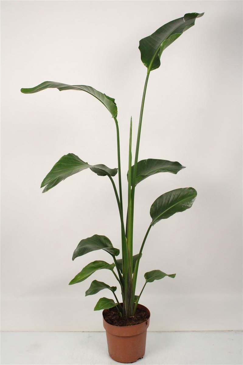 Strelitzia Nicolai 140cm hoog potmaat ∅21
