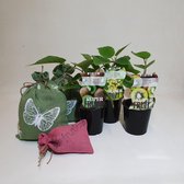 Kiwi Plantenpakket