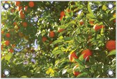 Tuinposter –Sinasappel Boom– 90x60cm Foto op Tuinposter (wanddecoratie voor buiten en binnen)