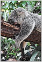 Tuinposter –Koala op Boom – 80x120cm Foto op Tuinposter (wanddecoratie voor buiten en binnen)