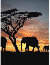 Schilderen Op Nummer - Olifant Met Zonsondergang - Verven Op Nummer - 40x50cm - DIY Pakket - Hobbypakket - Paint By Numbers Nederland - Kinderen - Volwassenen - Nummer Schilderen -