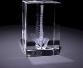 Anatomie model wervelkolom - 3D glazen blok - verpleegkundige cadeau/ dokter cadeau/ geneeskunde cadeau - presse papier