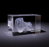 Anatomie model doorsnede van het oor - 3D glazen blok - verpleegkundige cadeau/ dokter cadeau/ geneeskunde cadeau