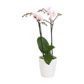 Orchidee van Botanicly – Vlinder orchidee in witte geribbelde keramische pot als set – Hoogte: 45 cm, 2 takken, Wit-roze bloemen – Phalaenopsis Pico Sweet heart